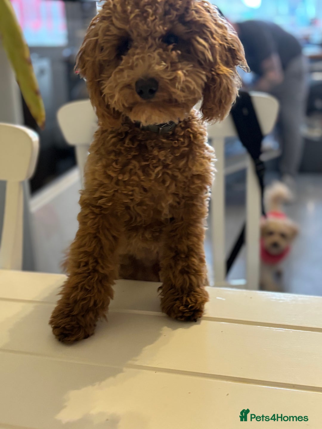 Toy Poodle dogs for stud: Red toy poodle for stud  - Advert 5