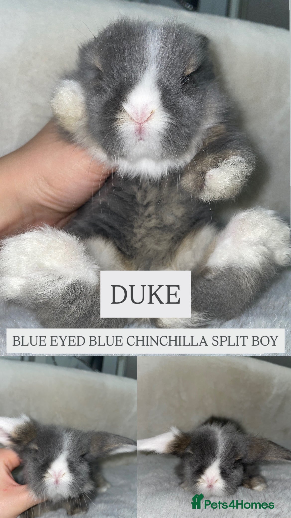 Mini Lion Lop rabbits Beautiful Teddywidder Babies   - Advert 1