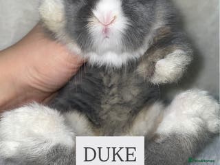 Mini Lion Lop rabbits Beautiful Teddywidder Babies - Advert 1