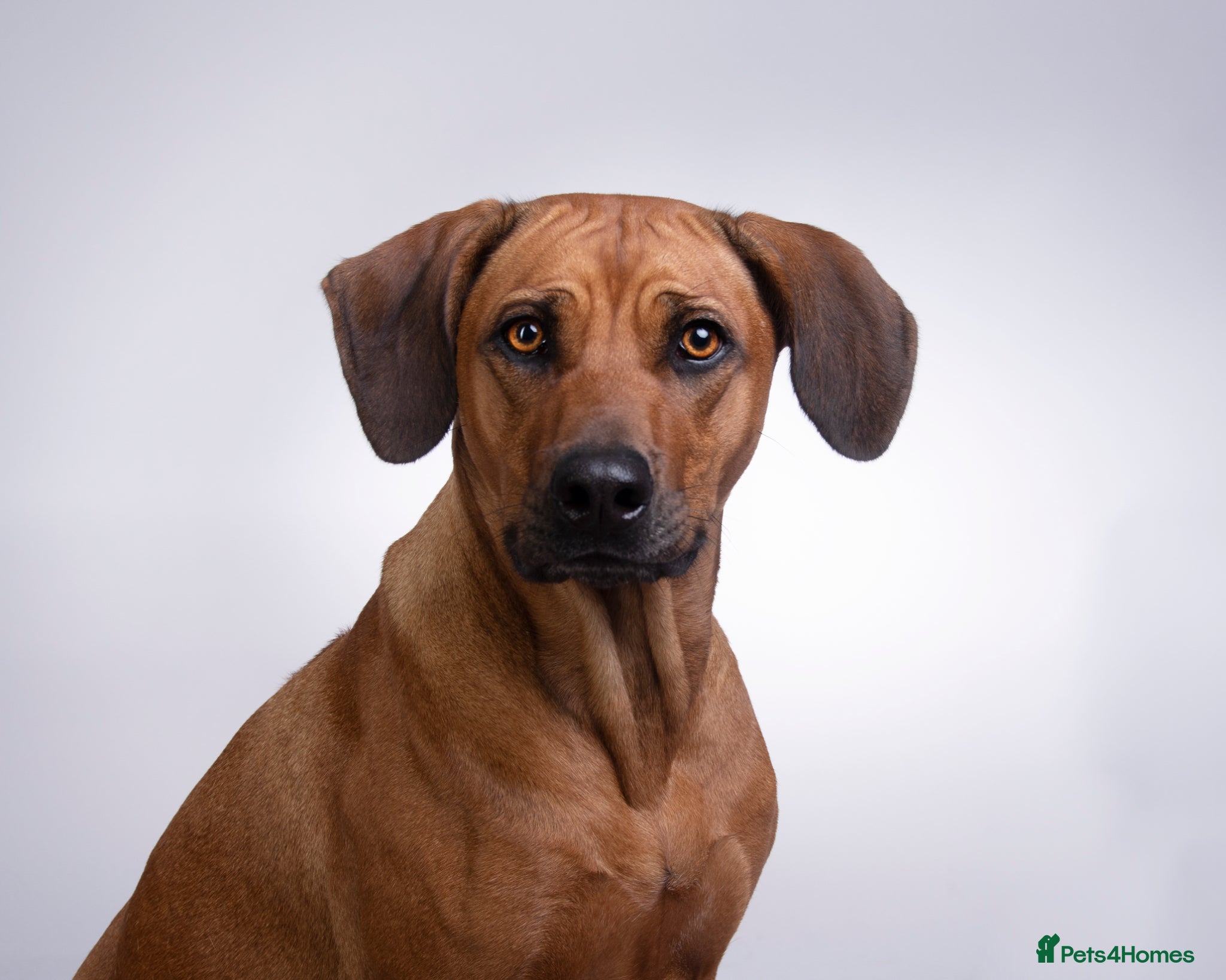 Rhodesian Ridgeback dogs for sale: Rhodesian Ridgeback puppies due 26th June 2026 in Stockbridge - Advert 1