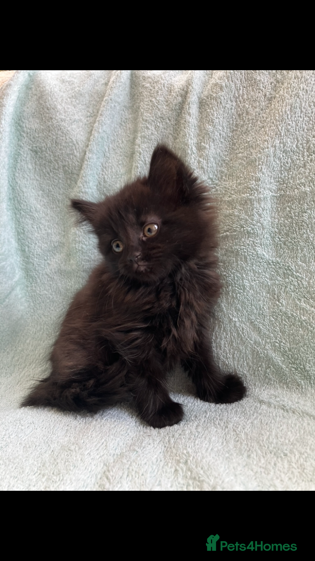 Mixed Breed cats for sale: Beautiful very fluffy kittens ready - Advert 2