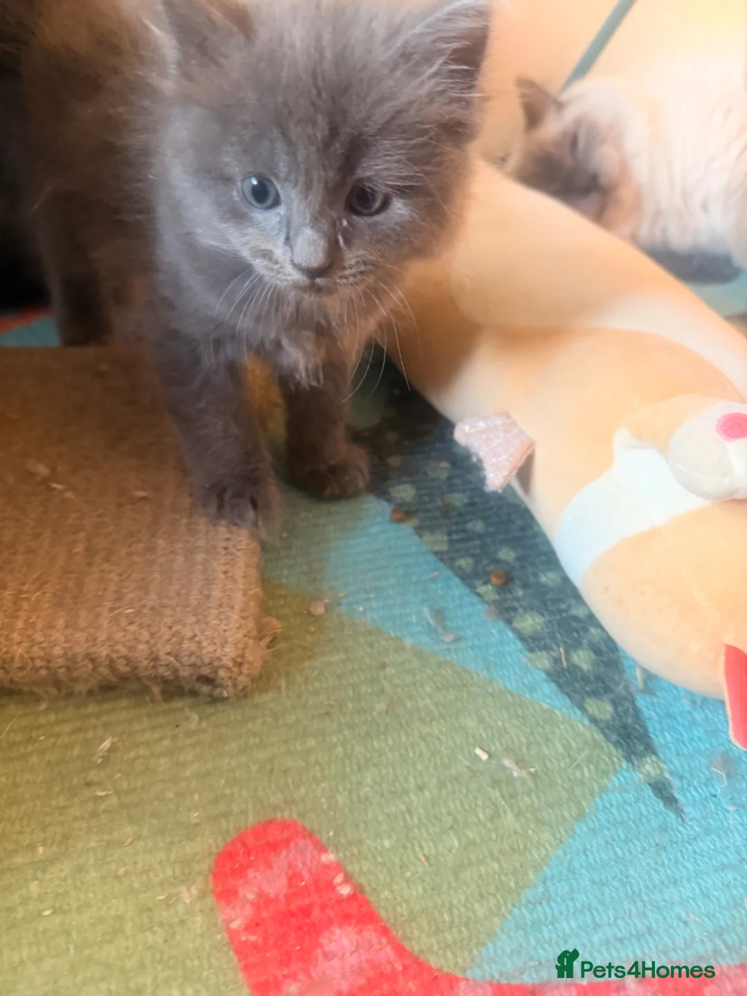 Ragdoll cats for sale: Beautiful Dolls  - Advert 2