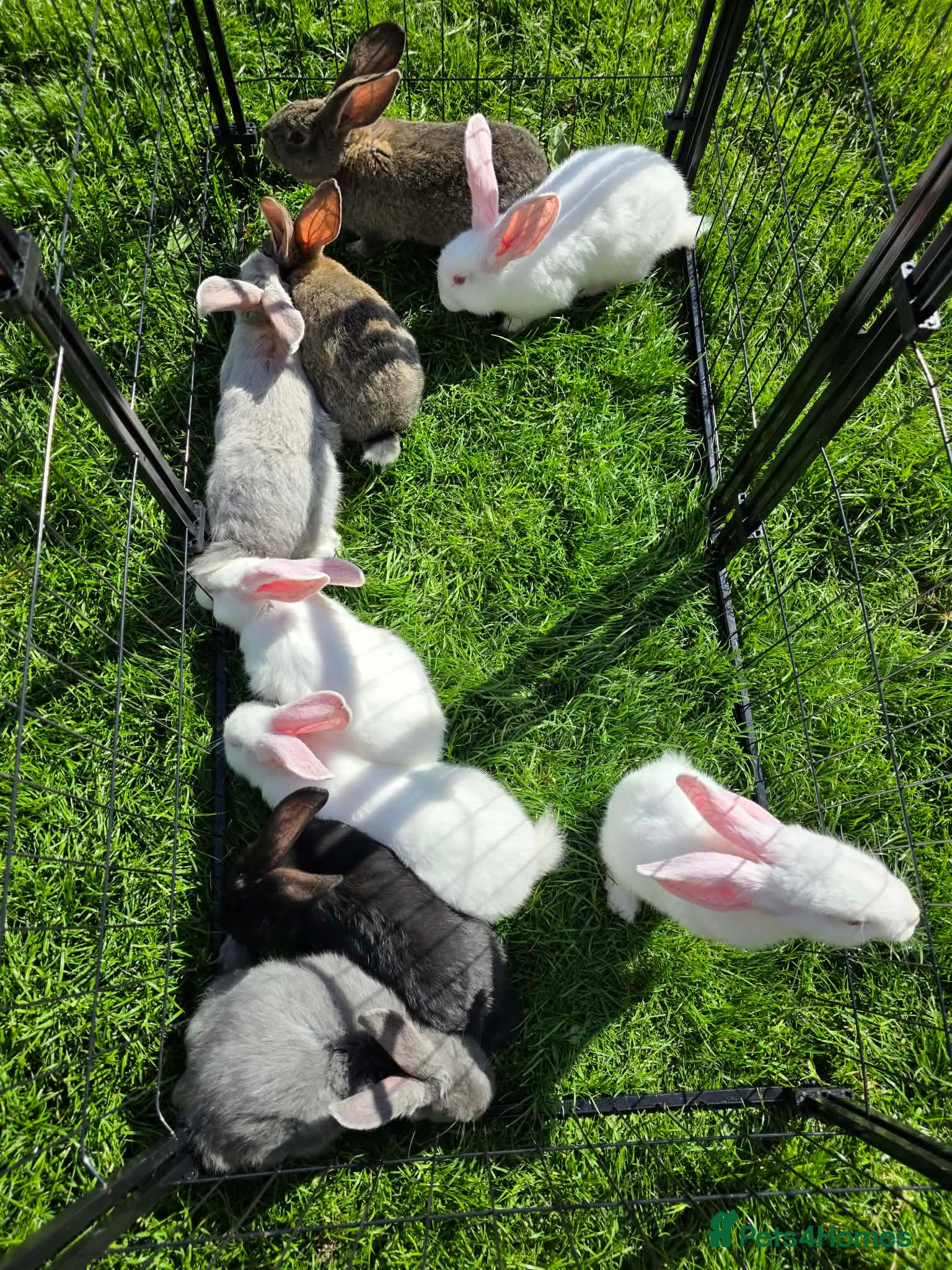 Continental Giant rabbits Gorgeous litter of continental giant bunnies😍 - Advert 1