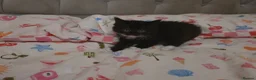 Mixed Breed cats for sale: Adorable Fluffy kittens  - Advert 11