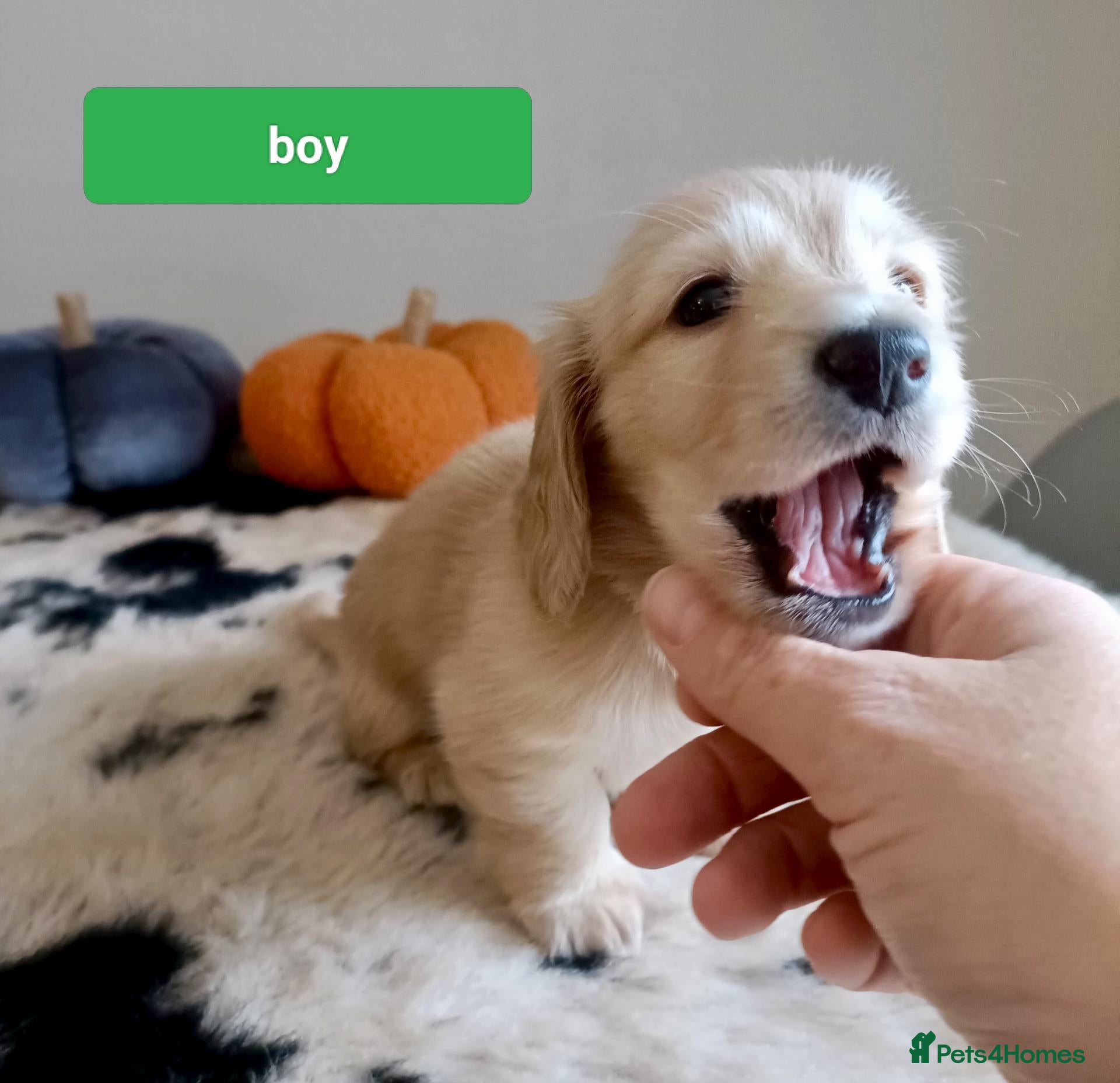 Miniature Dachshund dogs for sale: Quality home reared to make perfect pets - Advert 2