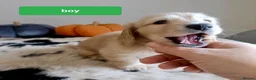 Miniature Dachshund dogs for sale: Quality home reared to make perfect pets - Advert 2