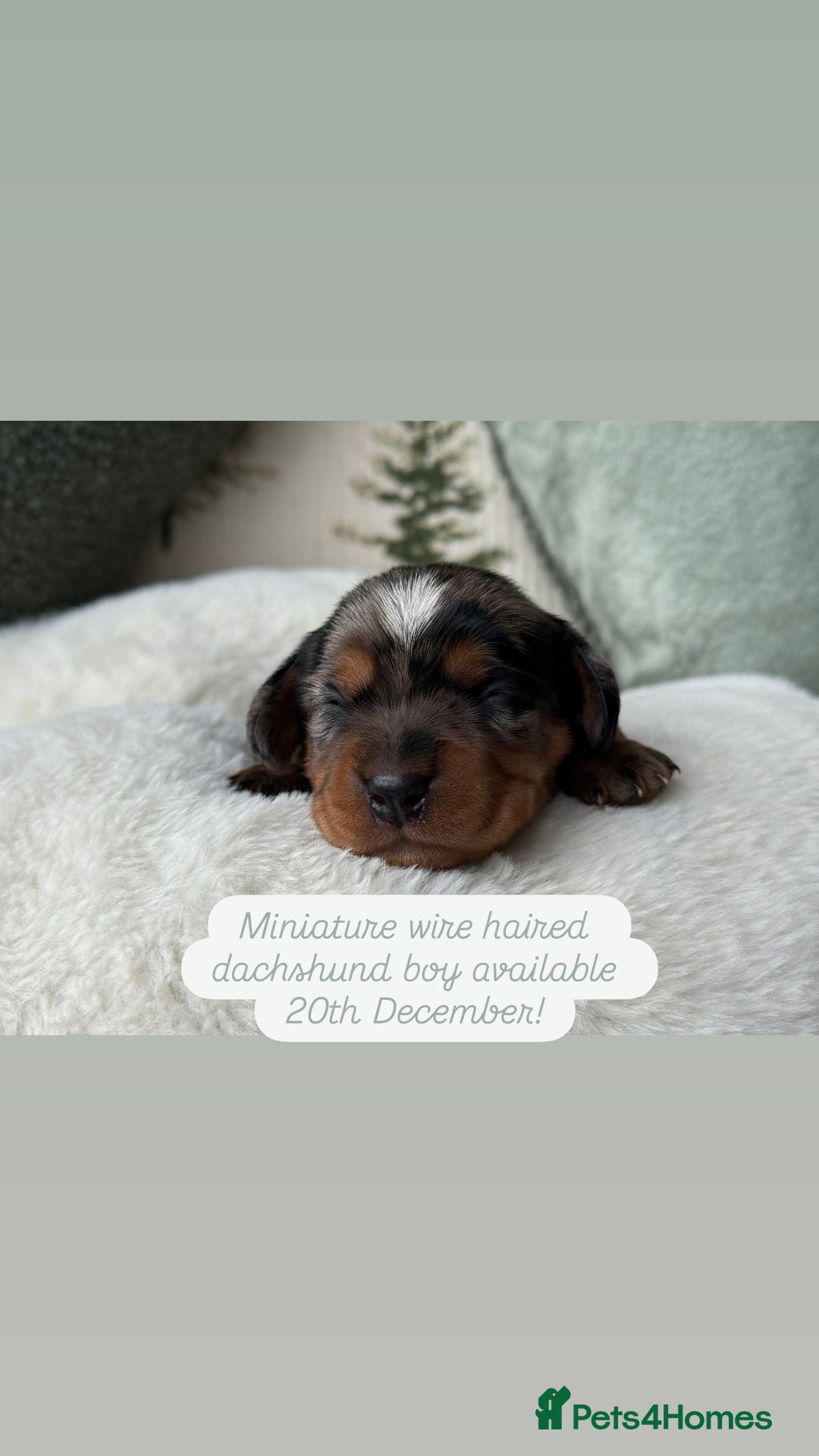 Miniature Dachshund dogs for sale: ✨Stunning kc minature wire haired dachshund✨  - Advert 6