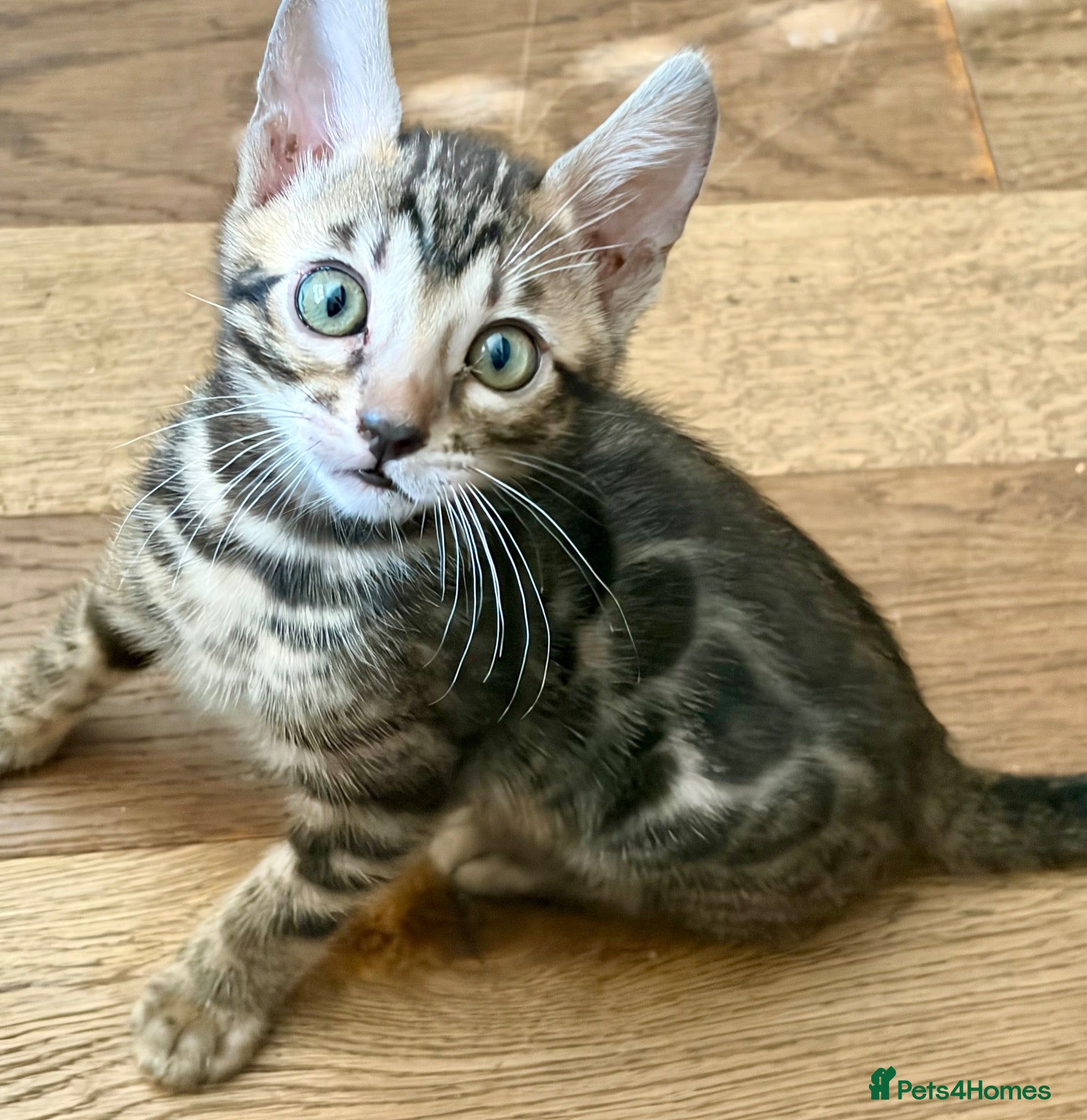 Bengal cats Last 3 Bengal kittens ready to leave now - Advert 1