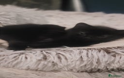 Mixed Breed cats for sale: Kittens looking for loving forever home - Image 16