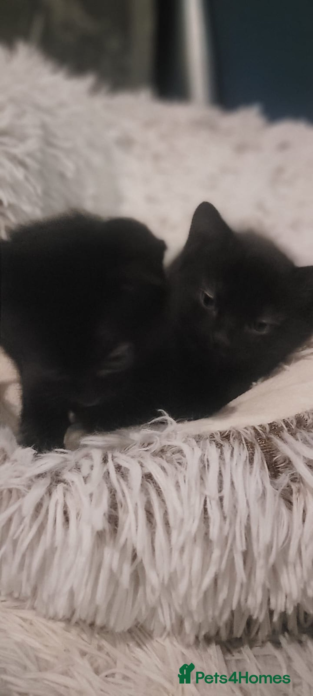 Mixed Breed cats for sale: Kittens looking for loving forever home - Image 16