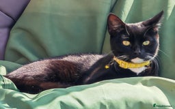 Domestic Shorthair cats for sale: Kittens - Image 1