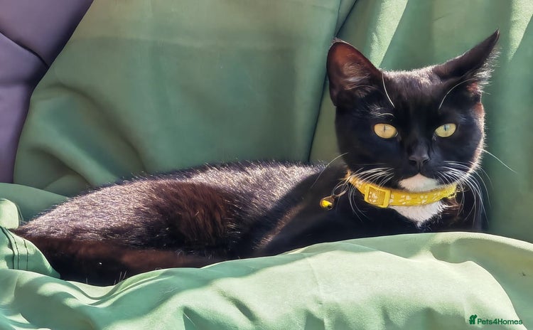 Domestic Shorthair cats - Advert 6