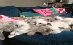 Ragdoll cats for sale: 💞 Beautiful Ragdoll 💞 - Image 1