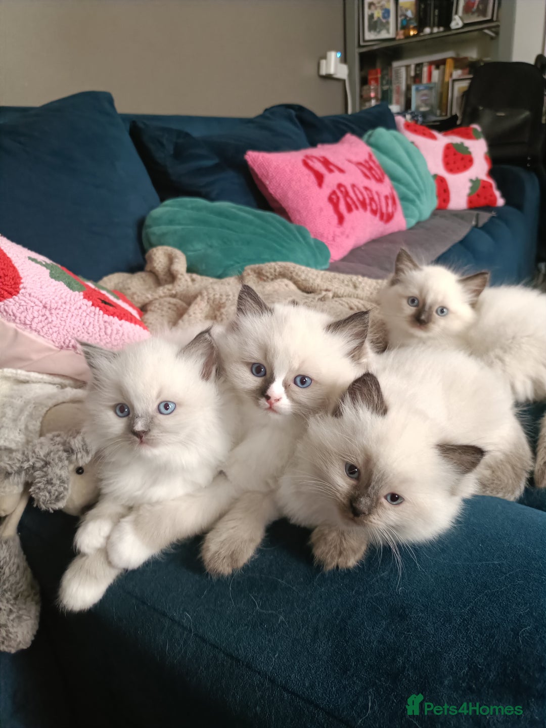 Ragdoll cats for sale: 💞 Beautiful Ragdoll 💞 - Image 1