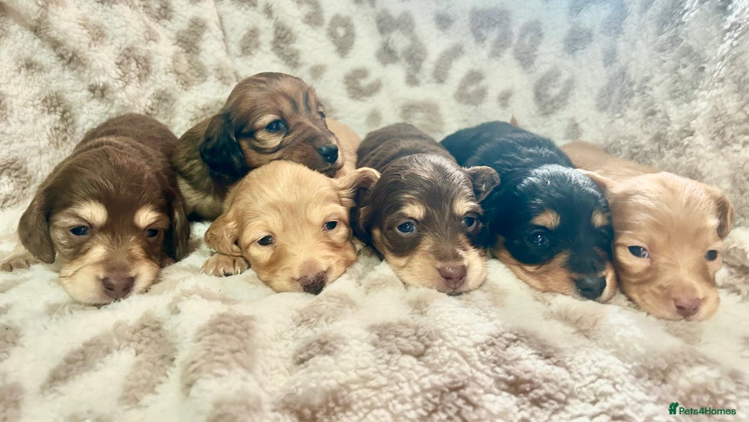 Miniature Dachshund dogs for sale: Gorgeous mini long haired dachshund puppies🐾🩷 - Advert 1