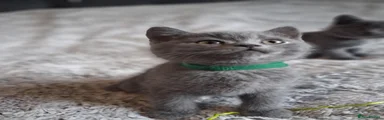 Green collar