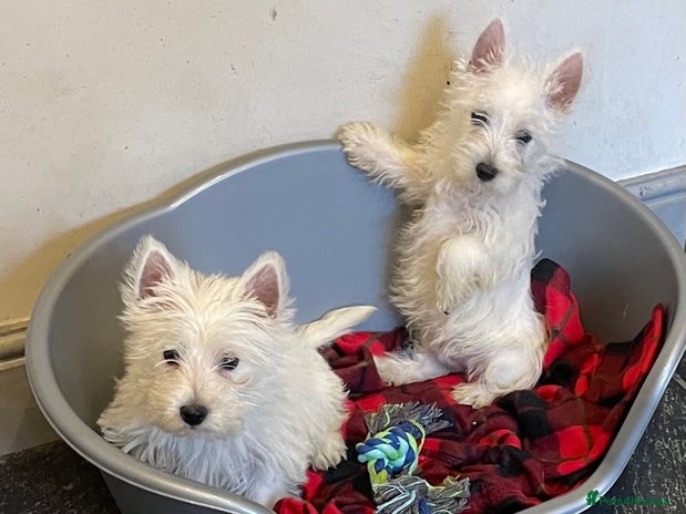 West Highland Terrier dogs Beautiful Westie puppies - Advert 2