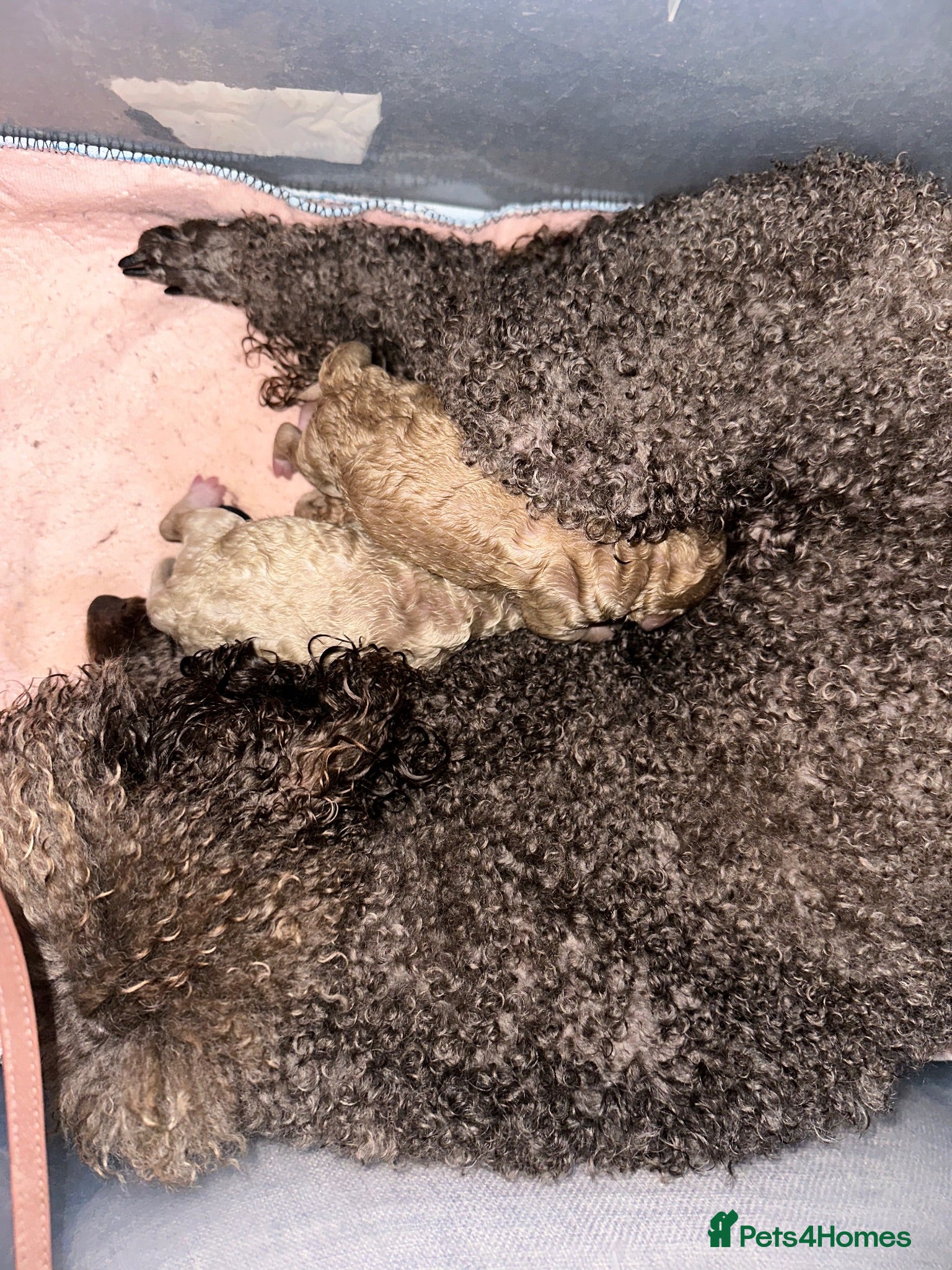 Miniature Poodle dogs Pedigree club registered Miniature poodles  - Advert 2