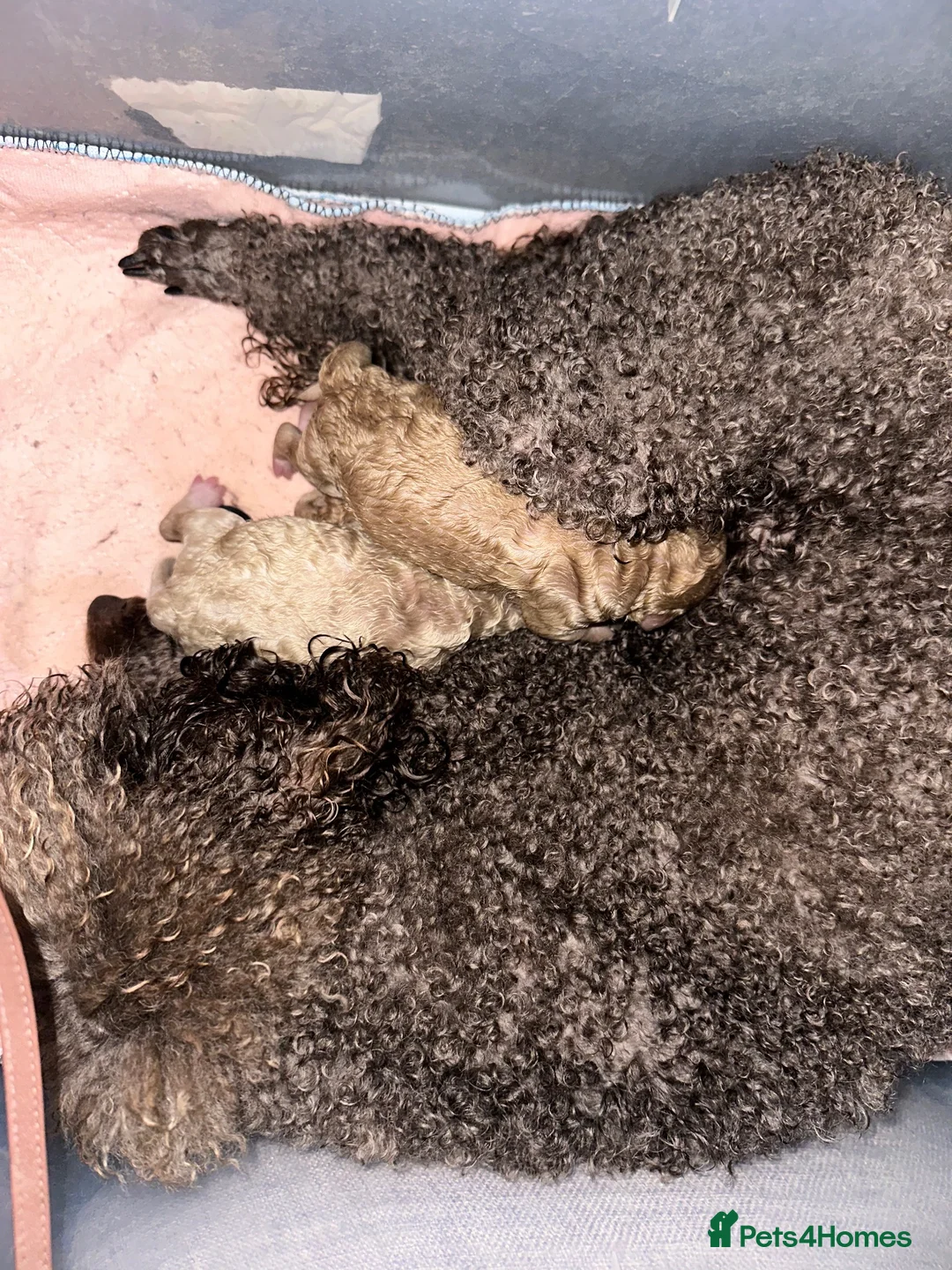 Miniature Poodle dogs for sale: Pedigree club registered Miniature poodles  - Advert 1