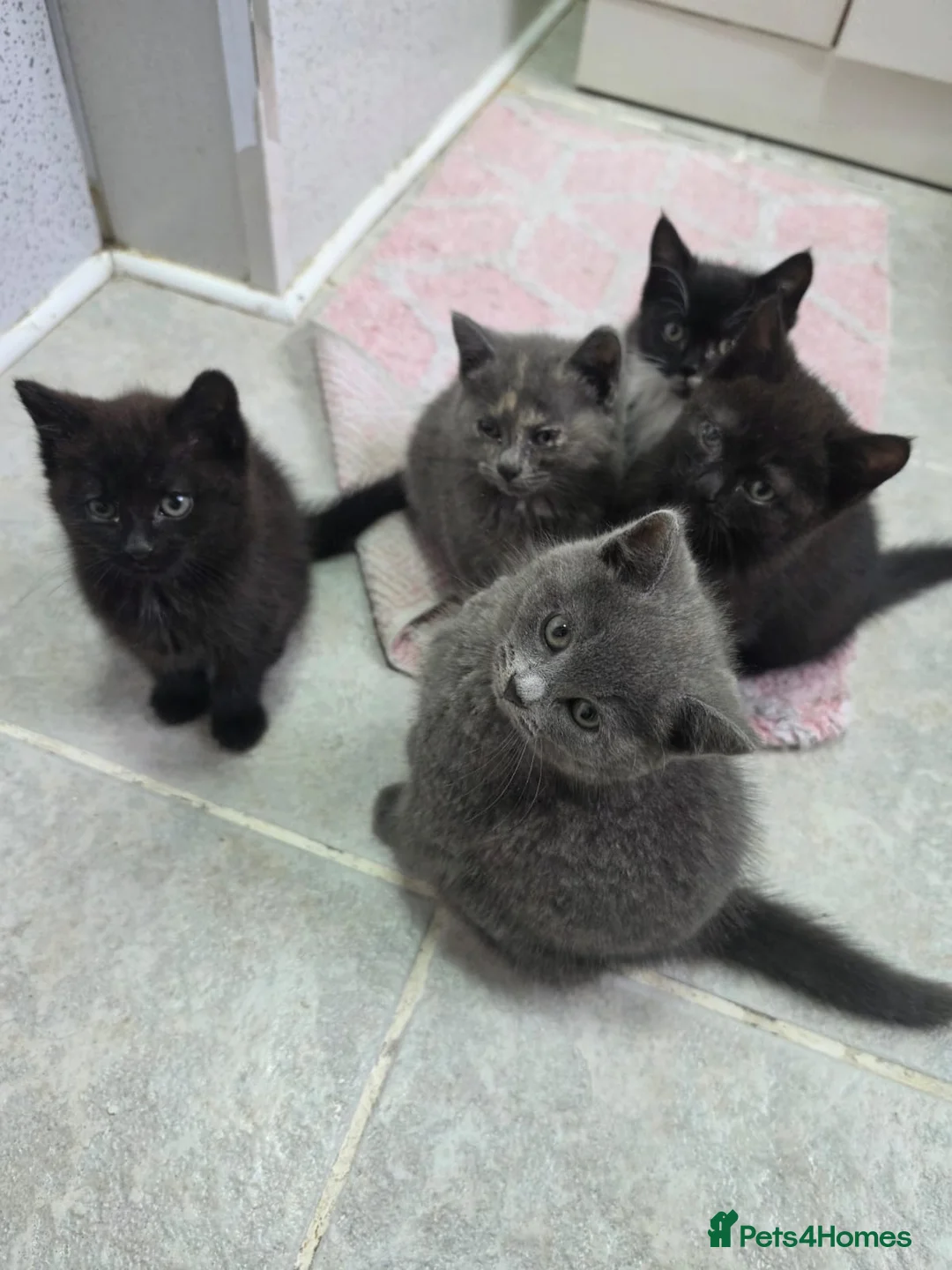 Mixed Breed cats for sale: BRITISH SHORTHAIR X MAINCOON  - Advert 4