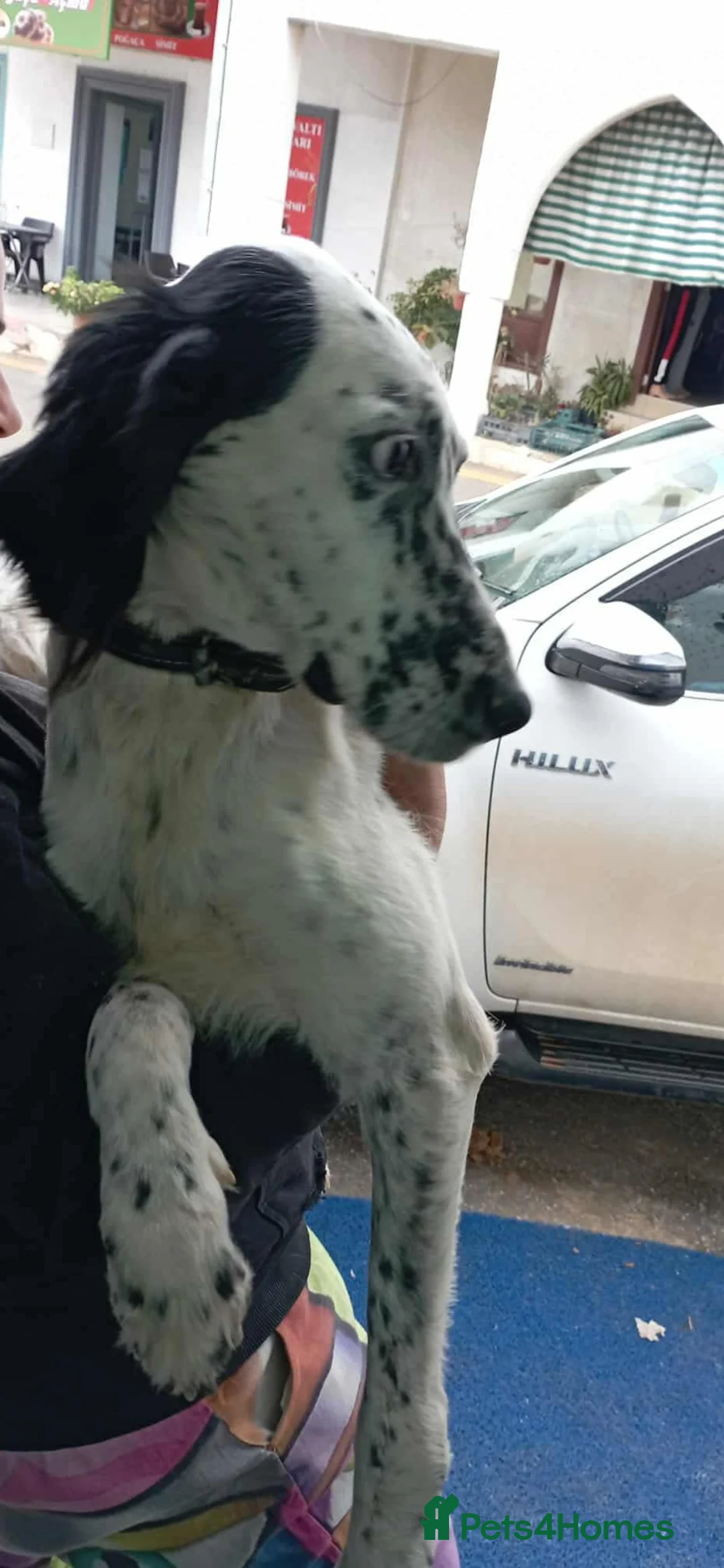 English Setter dogs for adoption: Rose! - Advert 2