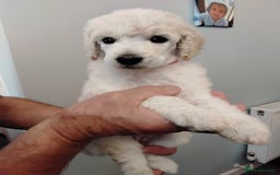 Standard Poodle dogs for sale: Quality KC Reg Standard Poodle puppies - Image 5