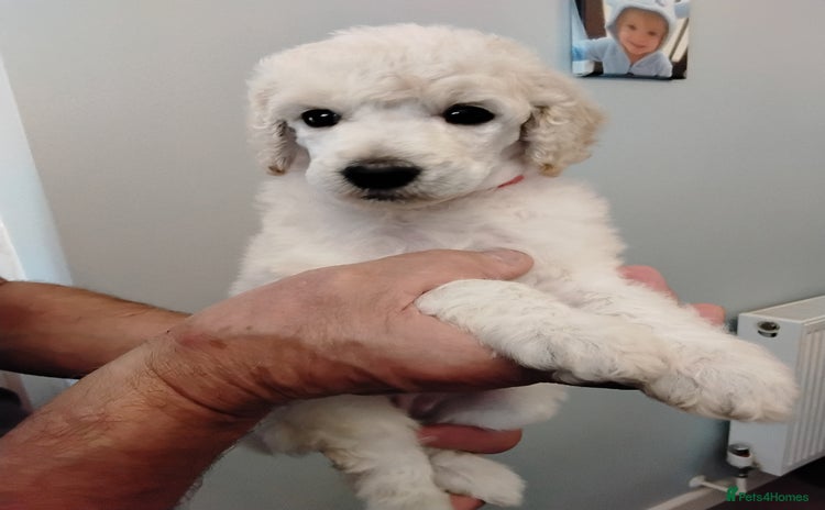 Standard Poodle dogs - Advert 6