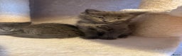 Ragcoon cats for sale: READY NOW Stunning RAGCOON Kittens  - Advert 15