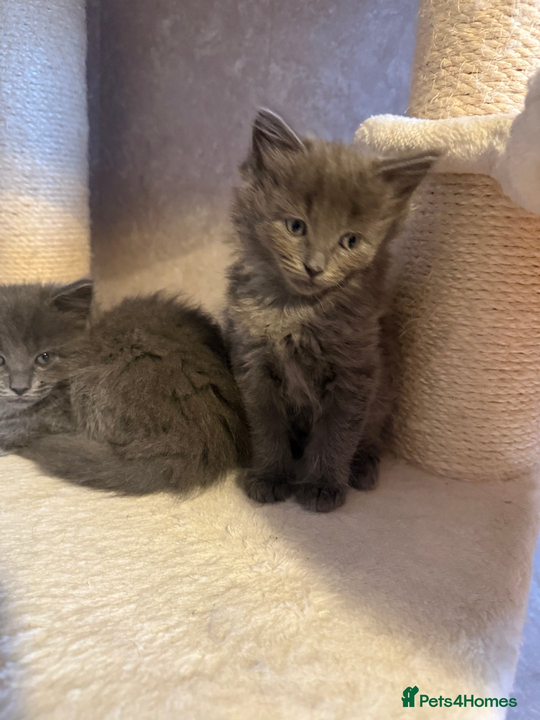 Ragcoon cats for sale: READY NOW Stunning RAGCOON Kittens  - Advert 15