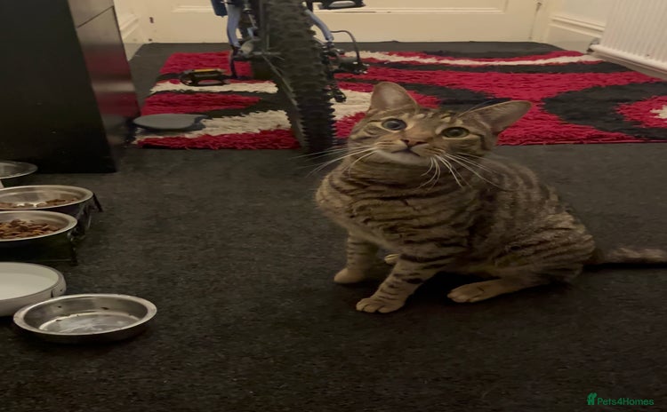 Bengal cats - Advert 14