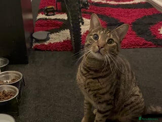 Bengal cats - Advert 30