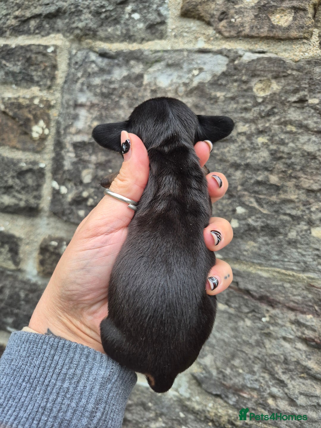 Miniature Dachshund dogs for sale: PRA CLEAR MINIATURE DACHSHUND MALE - Advert 6