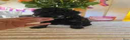 Bernedoodle dogs for sale: Mini Bernedoodles  - Advert 8