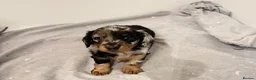 Miniature Dachshund dogs for sale: LONG HAIRED MINIATURE RUSSIAN DACHSHUNDS  - Advert 27