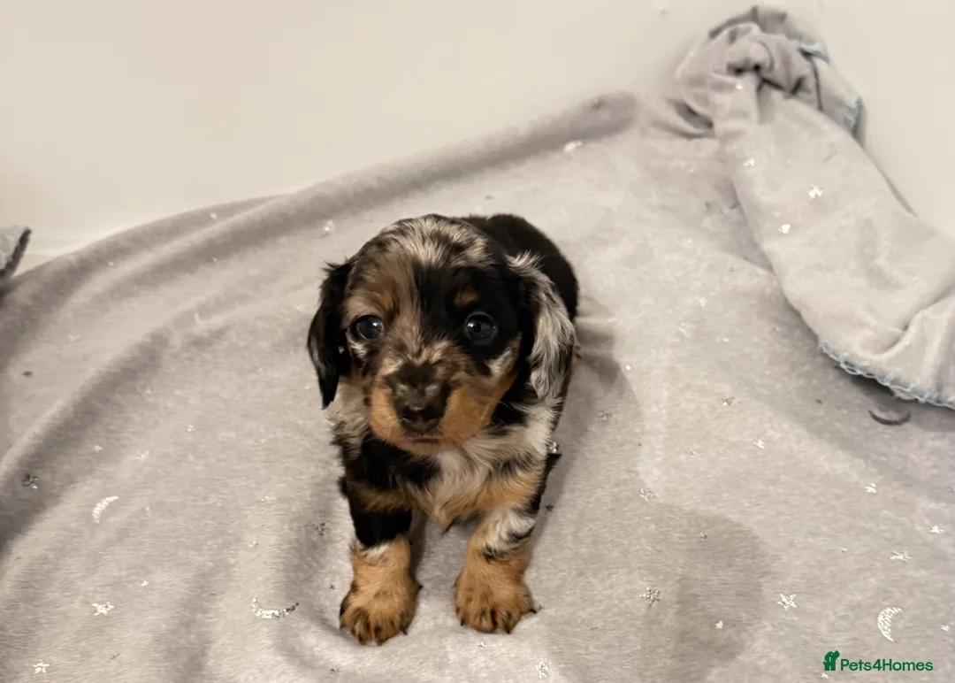 Miniature Dachshund dogs for sale: LONG HAIRED MINIATURE RUSSIAN DACHSHUNDS  - Advert 27