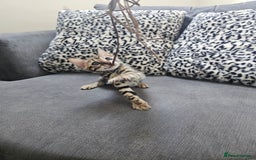 Bengal cats for sale: Outstanding kittens from Show parents. - Image 12