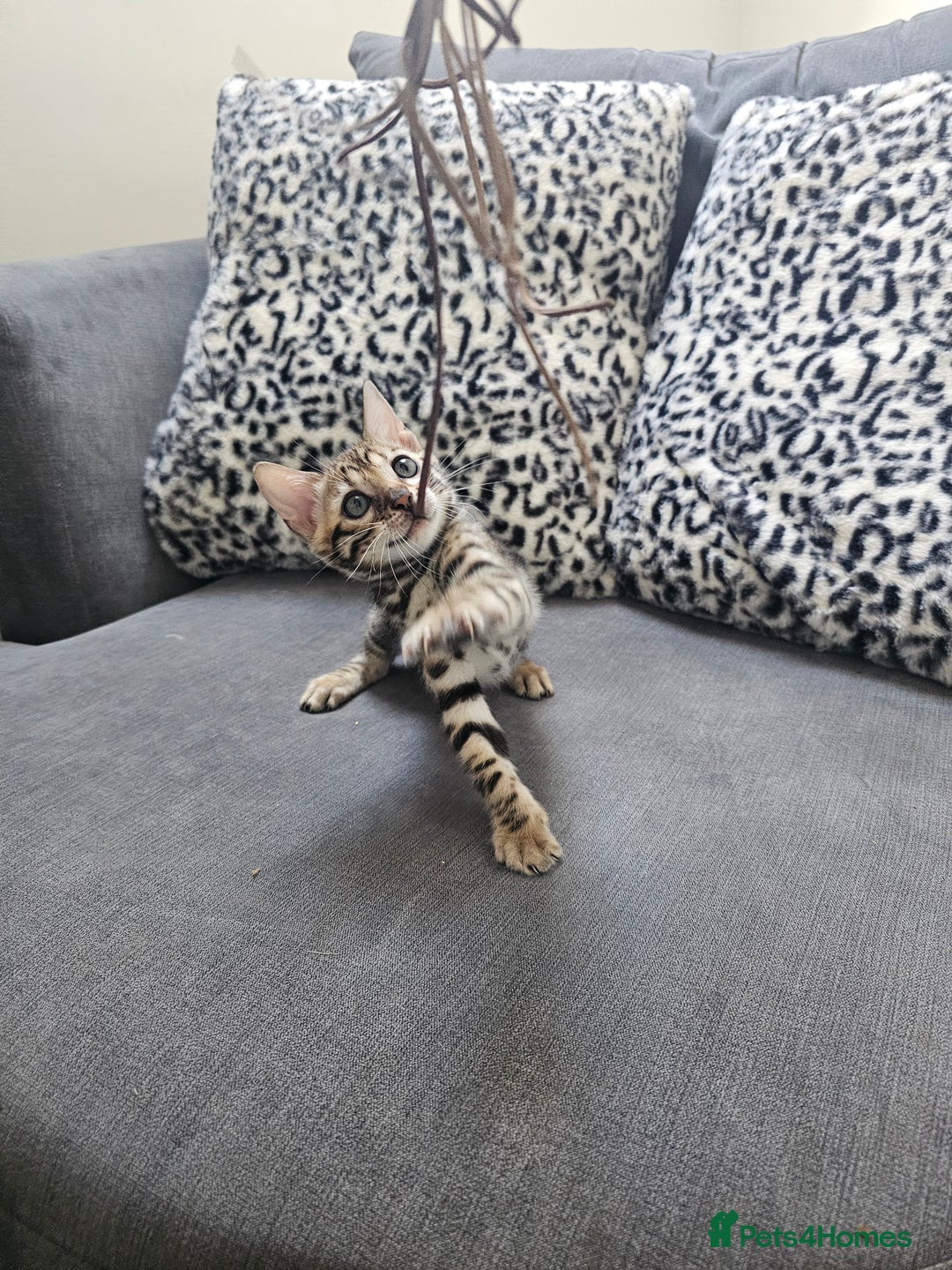 Bengal cats for sale: Outstanding kittens from Show parents. - Image 12