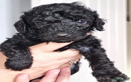 Cavapoo dogs for sale: Adorable F2 Cavapoo Puppies  - Image 2