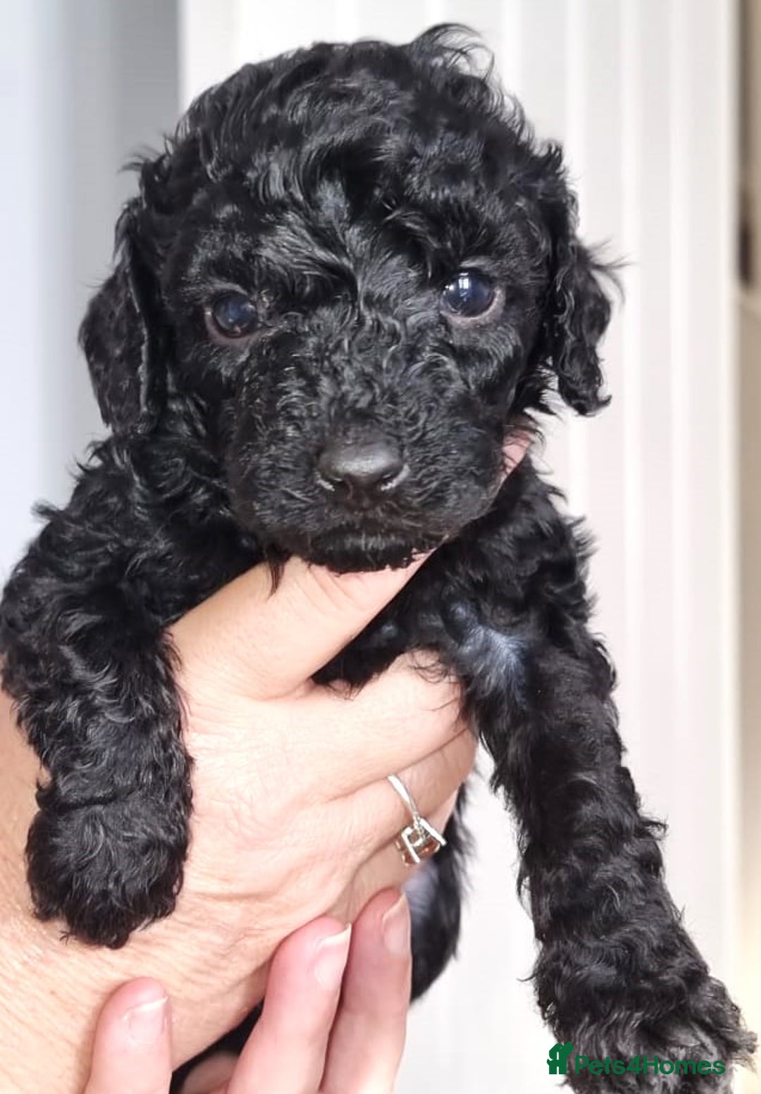 Cavapoo dogs for sale: Adorable F2 Cavapoo Puppies  - Image 2