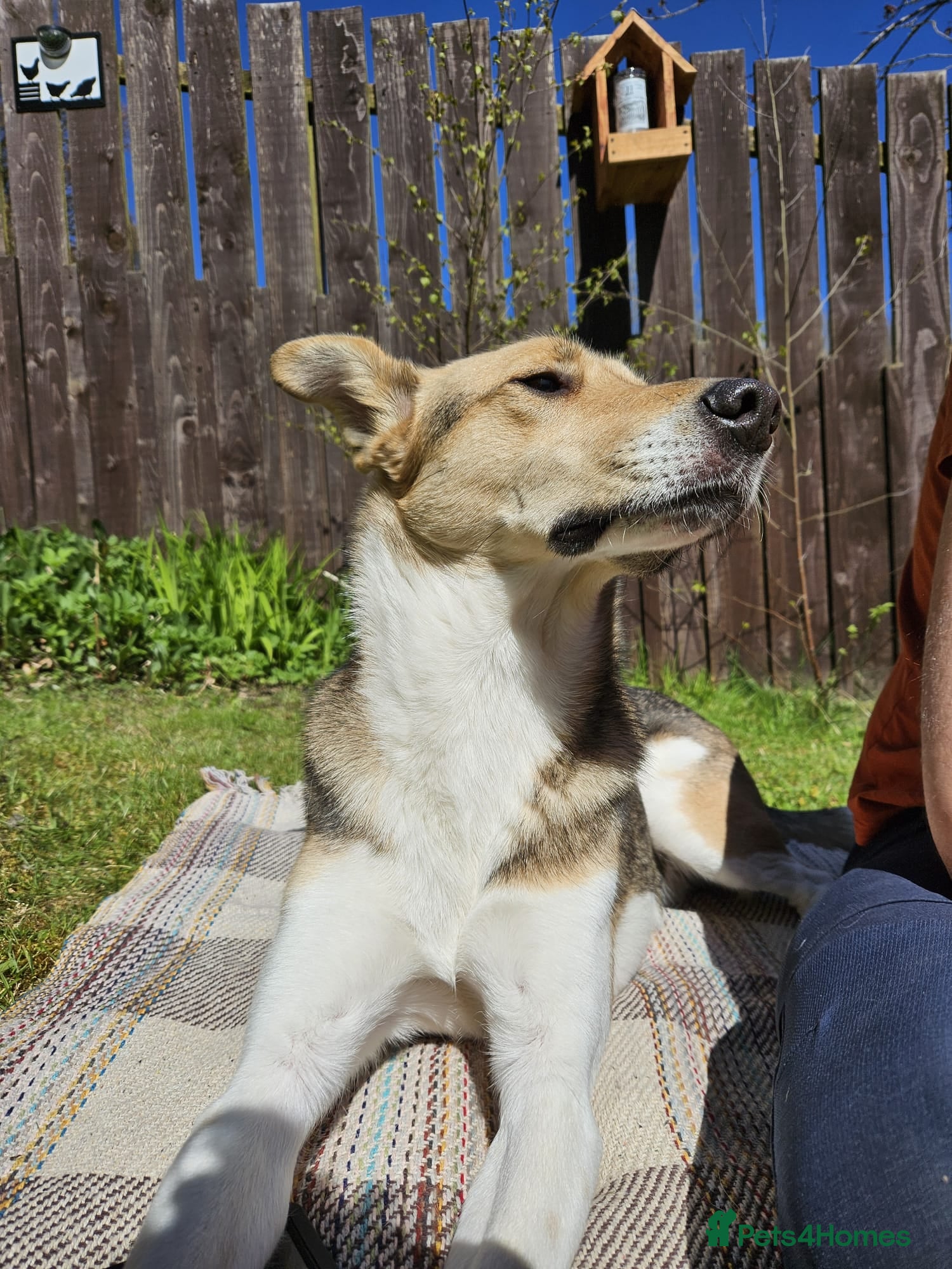 Mixed Breed dogs for adoption: Meet Greisho – the cuddly adventure‑lover in Auchterarder - Advert 17