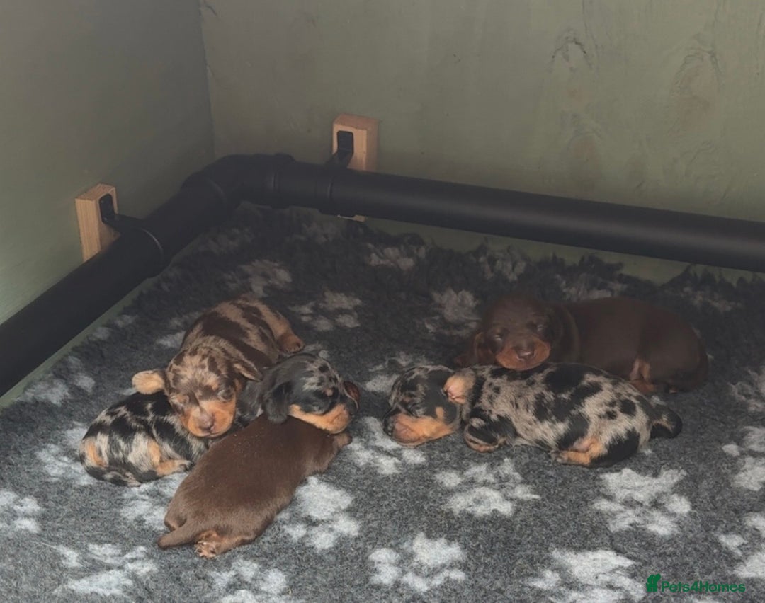 Miniature Dachshund dogs for sale: Miniature Dachshund Puppies For Sale  - Image 2