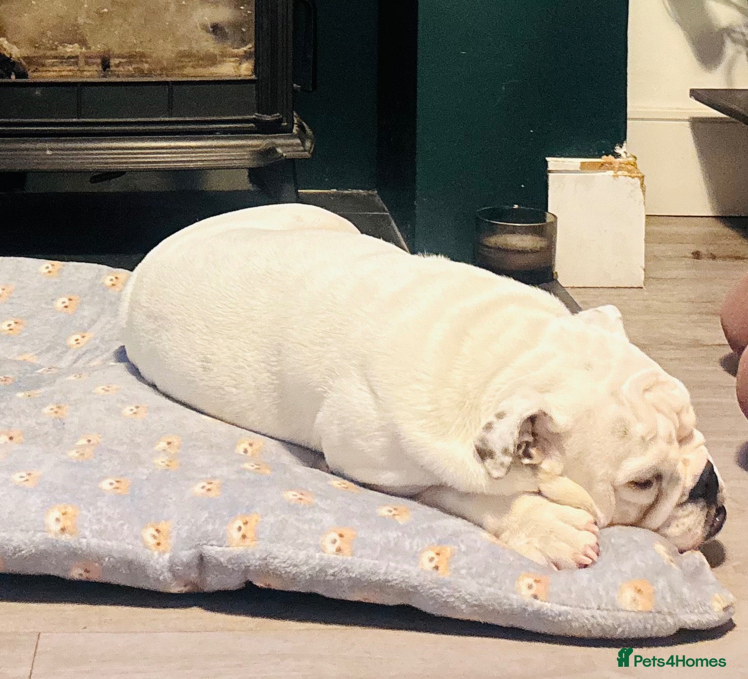 English Bulldog dogs Stunning male pup  - Advert 1