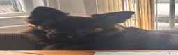 German Shepherd dogs for sale: Dog to good home  - Advert 2