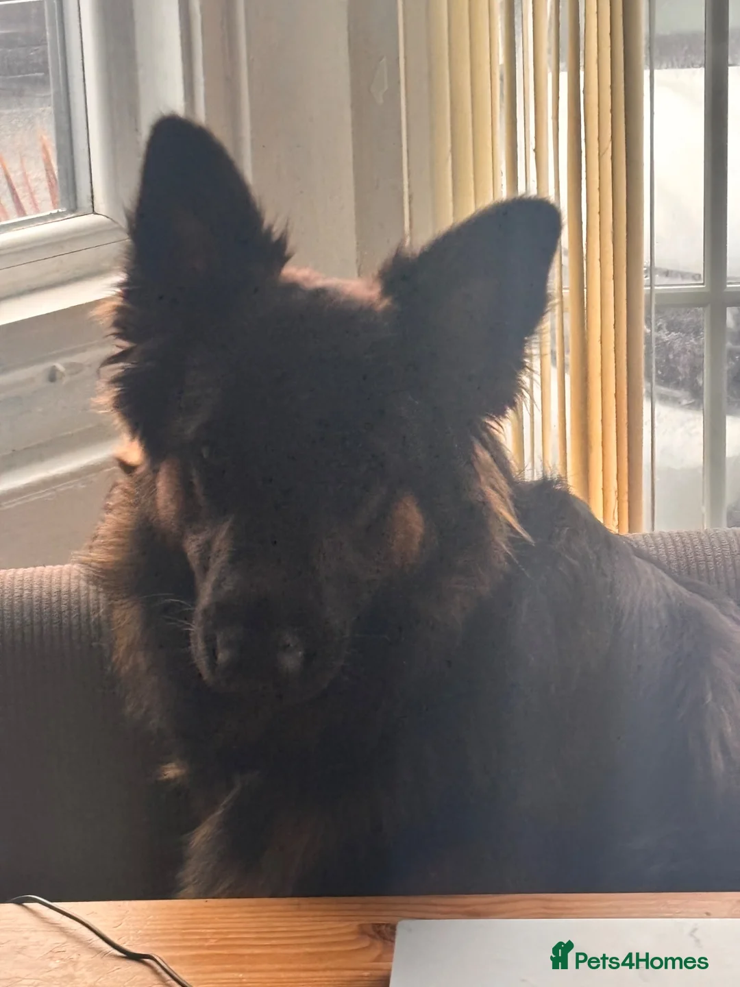 German Shepherd dogs for sale: Dog to good home  - Advert 2