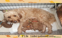 Labradoodle dogs for stud: Stunning proven Red KC Miniature Poodle in Cannock - Image 11