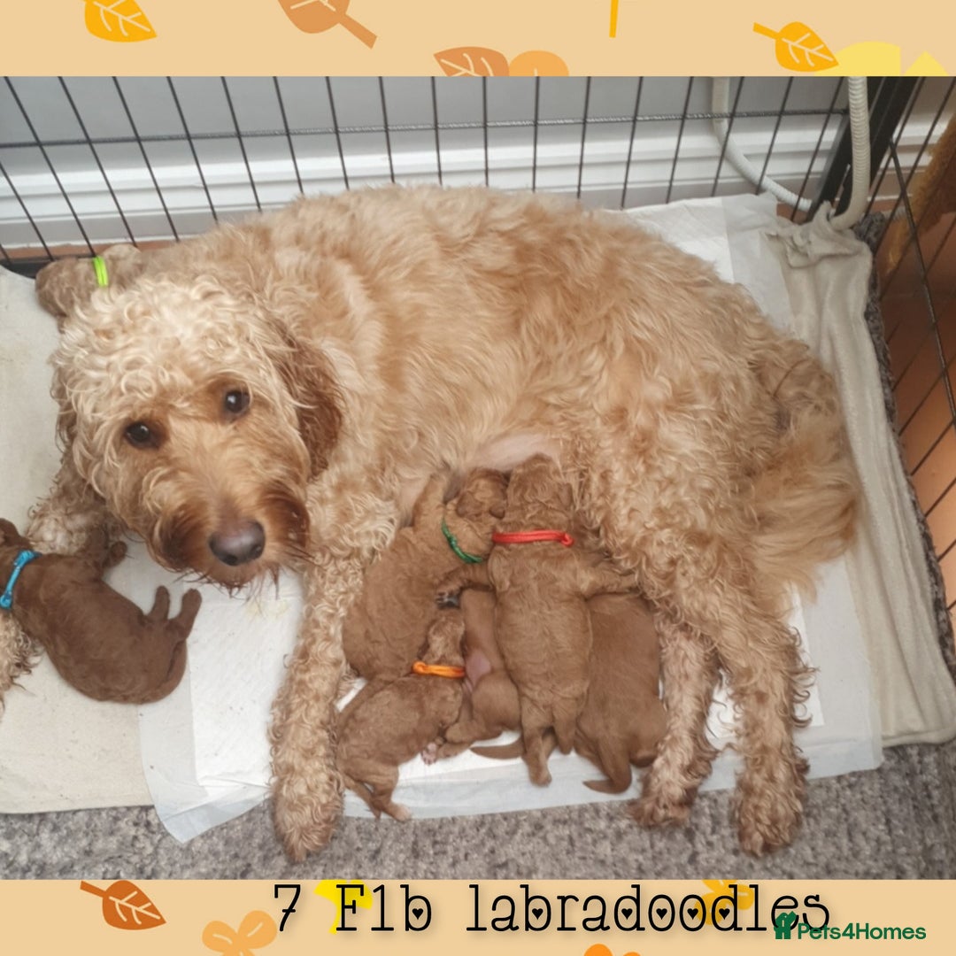 Labradoodle dogs for stud: Stunning proven Red KC Miniature Poodle in Cannock - Image 11