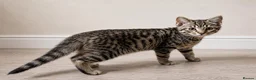 Tiffanie cats for sale: Gorgeous Fluffy Kittens - Advert 3