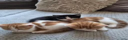 Mixed Breed cats for sale: 3 lovely kitens - Advert 6