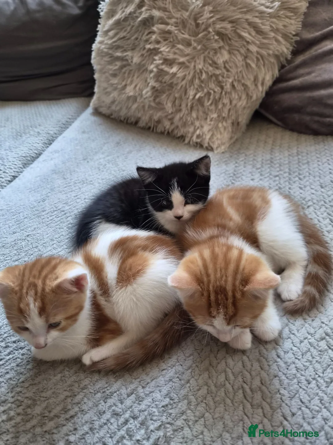 Mixed Breed cats for sale: 3 lovely kitens - Advert 6