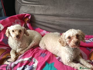 Toy Poodle dogs - Advert 1